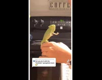 Collab BitchMP - Green chameleon reaching for bubbles 