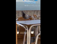 Collab ClipsIG - Pigeon limping on the table 