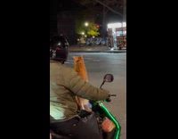 Cat wears sunglasses while riding the motorcycle