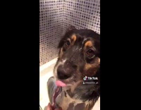Dog sits in shower takes bath