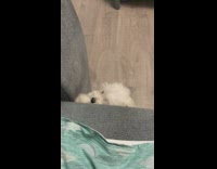 Small white dog scratches couch and begs to sit on cushion with woman