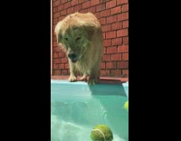 Collab Pets For All - Golden retriever stands at swimming pool edge and fetches two tennis balls with mouth