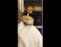 Lizard petsmart mask on face