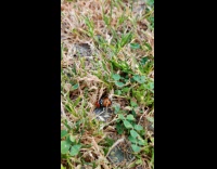 Lady Bugs Mate on Ground Under Grass Cover