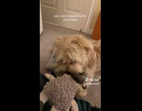 Dog shakes sloth toy then stops 