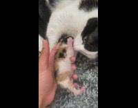 Crying kitten put down next to cat mom