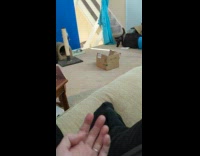 Cat play and fetches toy to filmer