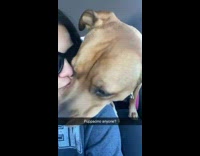 Dog licks puppicino coffee drink 