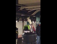 White bird sits on cage trash can 