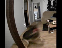 German Shepherd dog spin around security footage