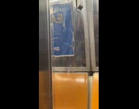 Lanternfly on the wall of subway train