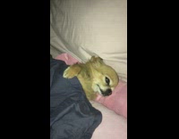 Girl tucks small brown dog in bed