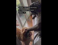 Brown dog bites pitbull on bed