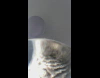 Bowl magnifies grey cat drinks water 