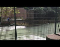 Collab DailyDoseOfInternet - Black blue wetsuit guy surfs water park 