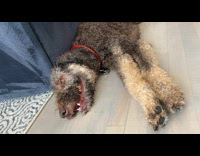 Lady Asks Dog then Pants and Smiles at Her