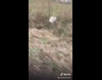 Dog side of road baby talk