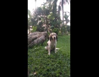 Dog gets a quick kiss from dog