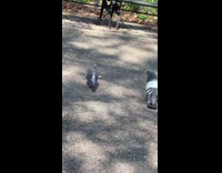 Two pigeons fight over food at park