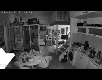 Cat run and hit stairs step footage