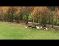 Cows run over white goose duck grass 