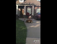 Red sweater guy punches large teddy bear 