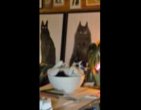 Woman tell cat in bowl stay inside