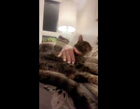 Woman petting a tabby cat sweater sofa