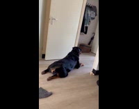 Collab ClipsIG - Rottweiler dog whine and wait for mom