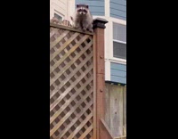 Raccoon on wooden fence wave at camera