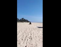 Guy drive ATV on beach hit canopy
