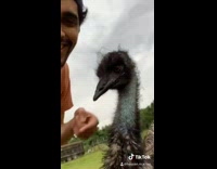 Collab BitchIG2 - Guy pretends to hit vape says nah emu bird