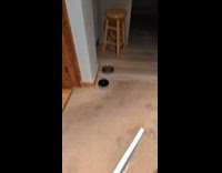 Frog lay in water bowl inside house