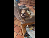 Collab Clips MPUGC - Man screams at dog to stop barking 