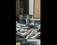 Cat Slaps Balloon Across Room 