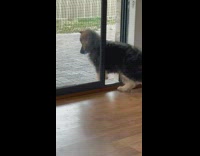 Small black dog walks out of slit in sliding door 