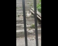 Fluffy chicken climbs up stairs 