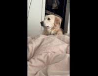 Dog looks tired with babys crying