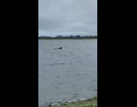 Collab Kook Of The Day - Black wetsuit guy paddles white surfboard river