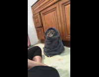 Girl wraps swaddles grey cat in towel 