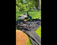 Wild Duck Pecks on Phone then Scrams