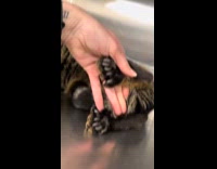 Cat has extra fingers on all paws