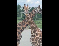 Two giraffes in front of the vehicle