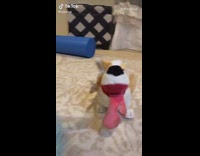 Girl shows destroyed and ripped dog toys 