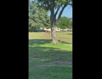 Three girls sports bra lock dance tiktok part 1