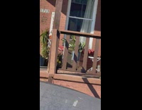 Woman records her dog opening window and getting out 