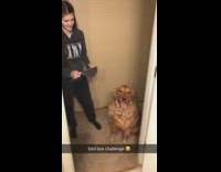 bird box challenge girl puts towel on dog face