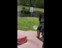 Collab BitchMP - Compilation of bulldog in green pool geese