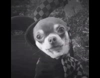 Slowmo Chihuahua Runs in Jester Costume