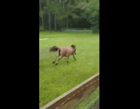 Donkey and horse run dance on farm